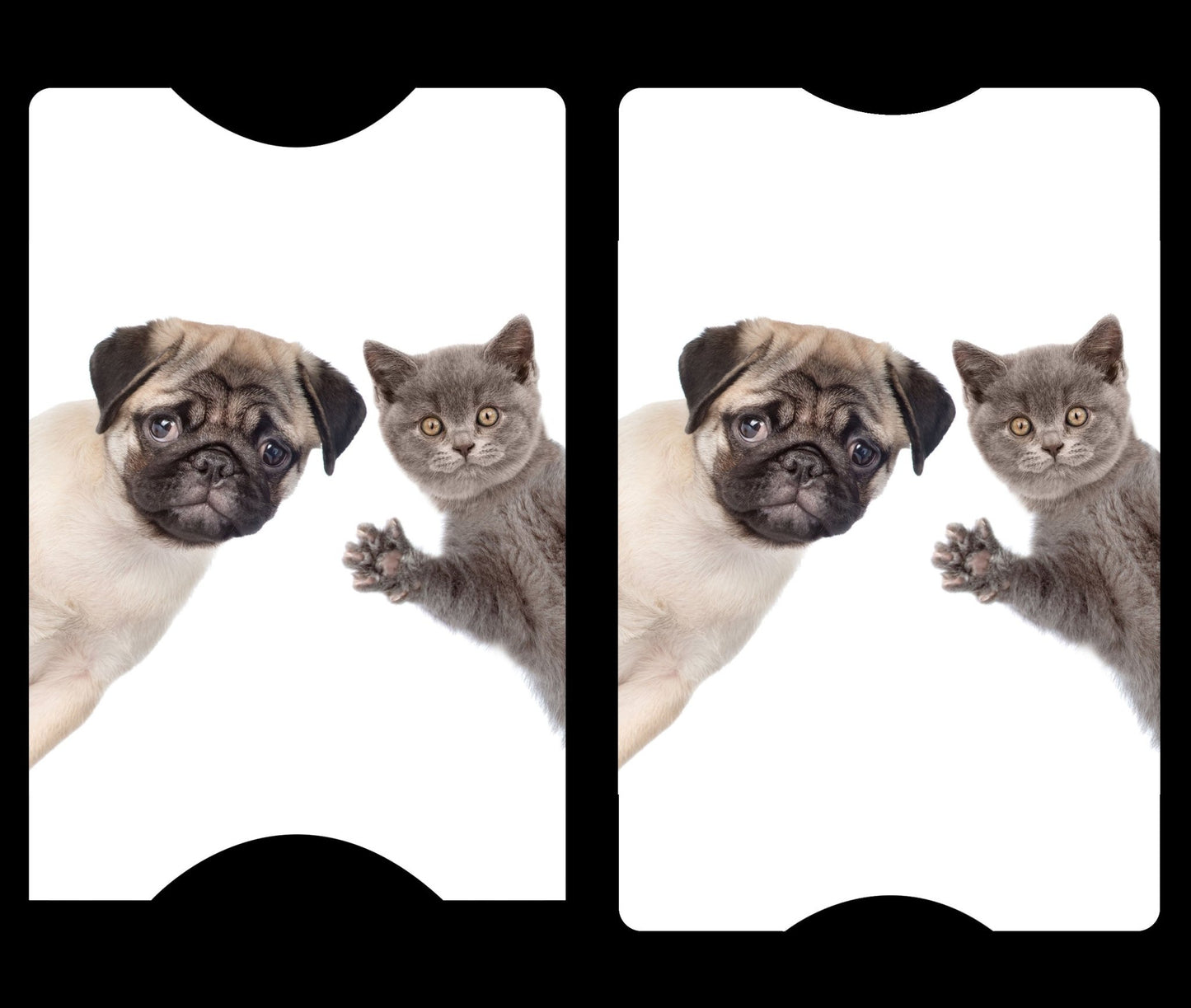 The Puppies & Kittens Cover Cards - The Cover Card