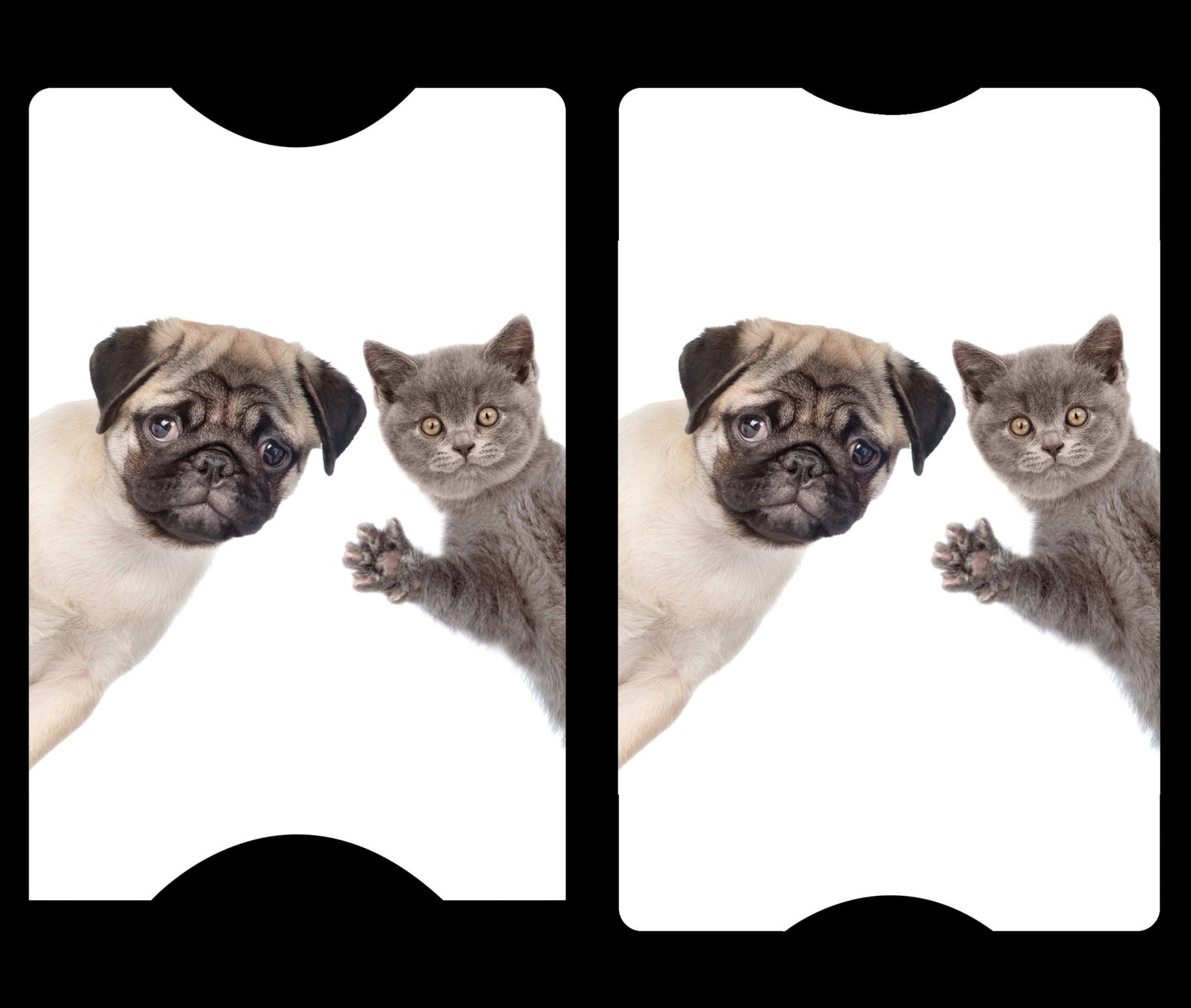 The Puppies & Kittens Cover Cards - The Cover Card