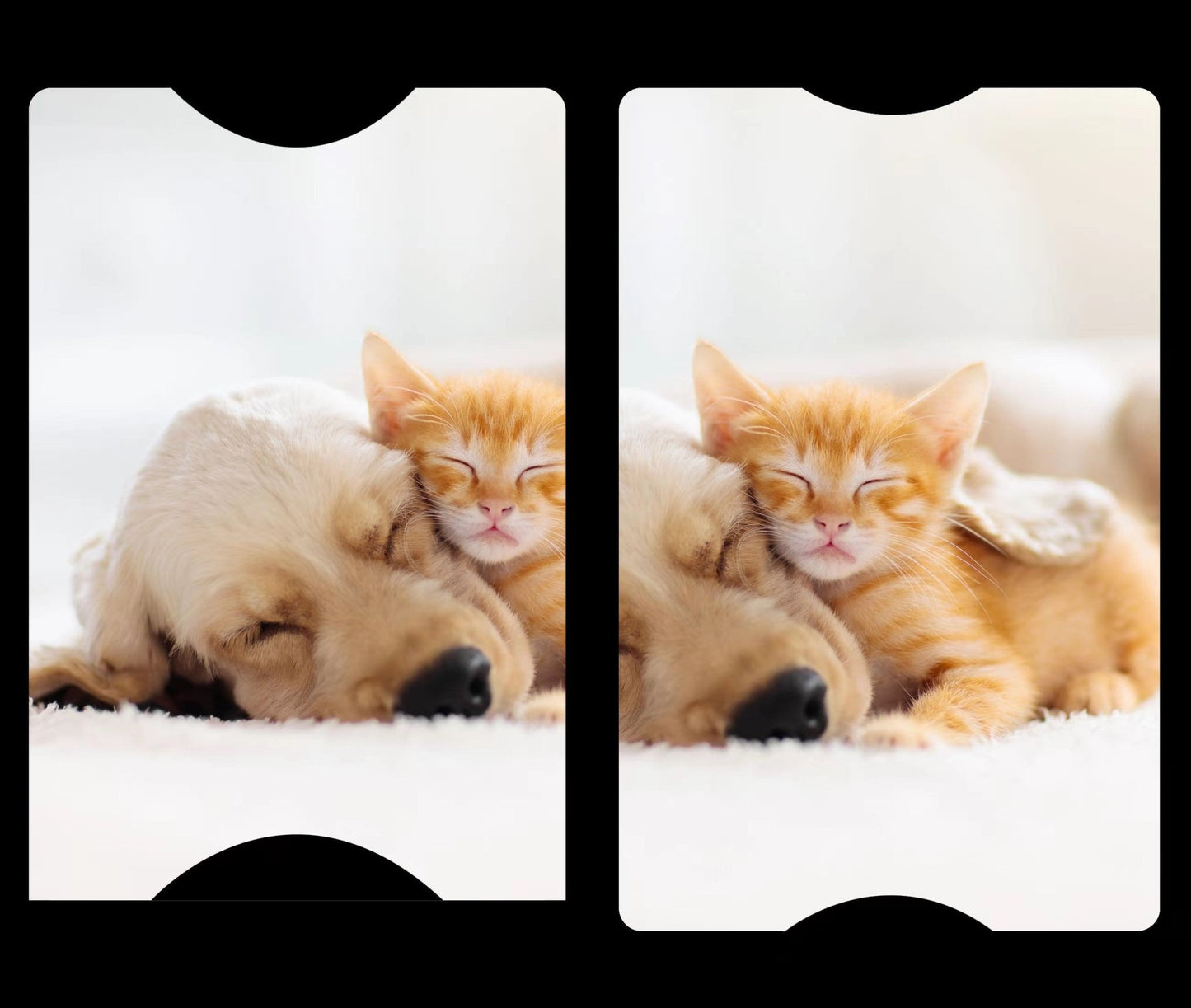 The Puppies & Kittens Cover Cards - The Cover Card